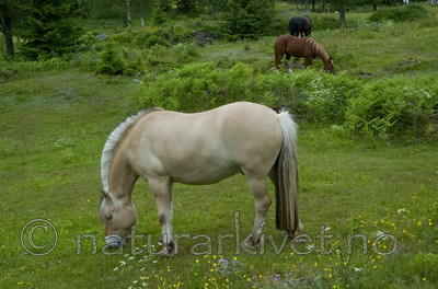 BB 05 0380 / Equus caballus / Hest <br /> Pteridium aquilinum / Einstape